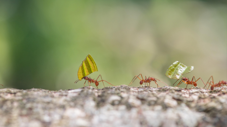 Des fourmis en file indienne qui portent des feuilles